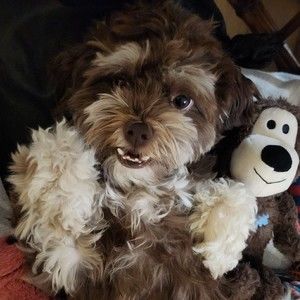 Meet your Posher, Donkey